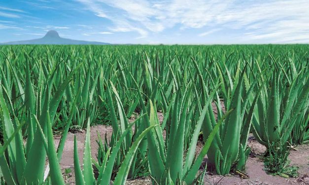 Aloe Vera | Aloe Barbadensis Mille
