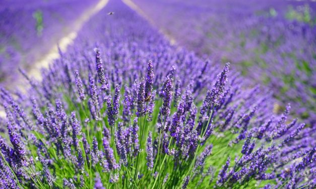 Lavanda | Lavandula